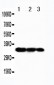 Anti-TRAF3 Antibody